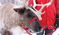 A reindeer at Plymouth's Old Fashioned Christmas event.