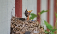 .A baby bird in a nest calls out for food.