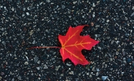 leaf photo by Nihar Sahani