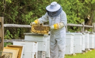 Beekeeper Mark Poppendeck in a bee suit checking his bee boxes.