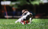 Dog playing at an indoor dog park.