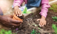 Someone plants a plant at Plymouth's community garden.