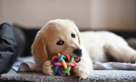 A puppy plays with a toy.
