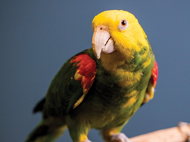 A parrot in the care of parrothelp.com