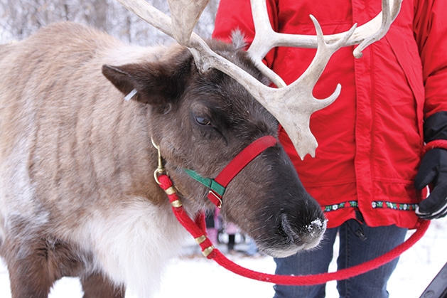 A reindeer at Plymouth's Old Fashioned Christmas event.