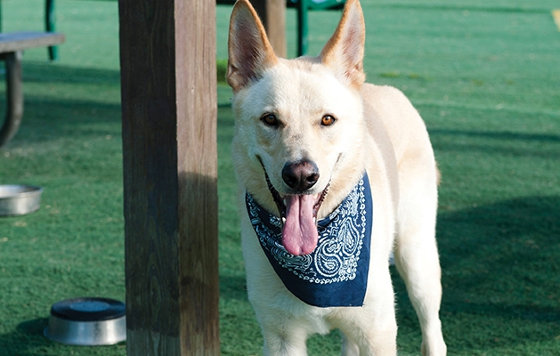 Keep pets safe, dog Keep pets safe, dog