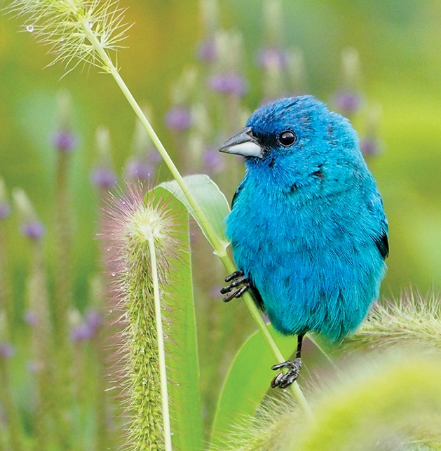 bird bird