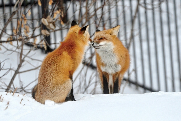 Affectionate Nose Touch by This Cute Fox Couple!