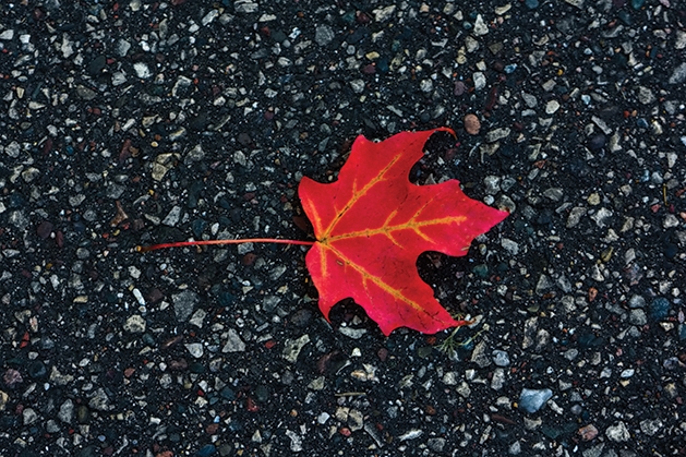 leaf photo by Nihar Sahani