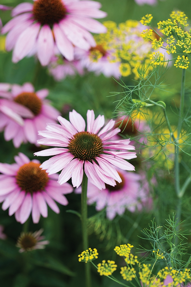 growing flowers in the garden