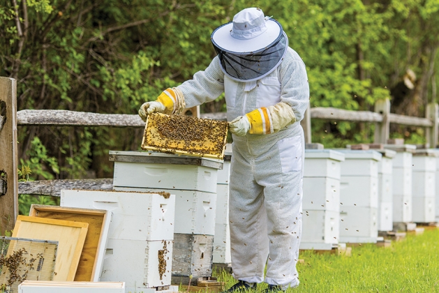 Beekeeper Mark Poppendeck in a bee suit checking his bee boxes.