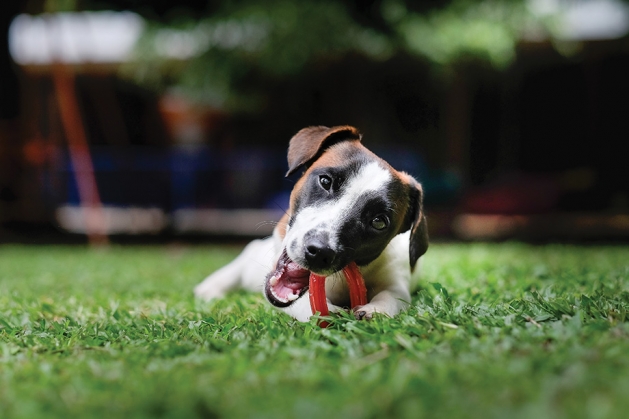 Dog playing at an indoor dog park.