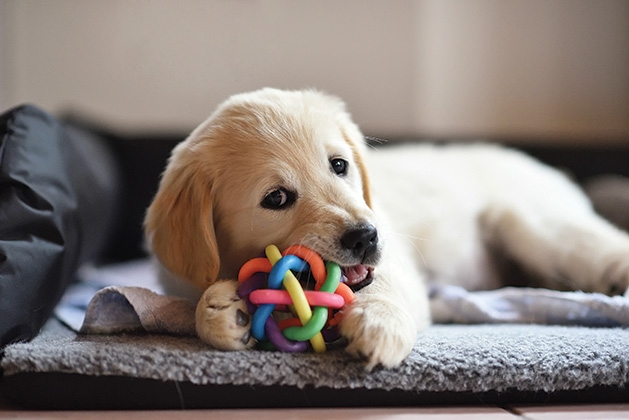 A puppy plays with a toy.