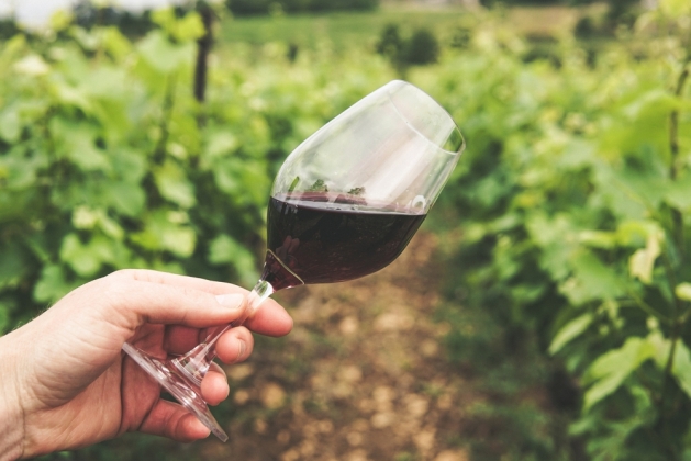 Red wine in French vineyard.