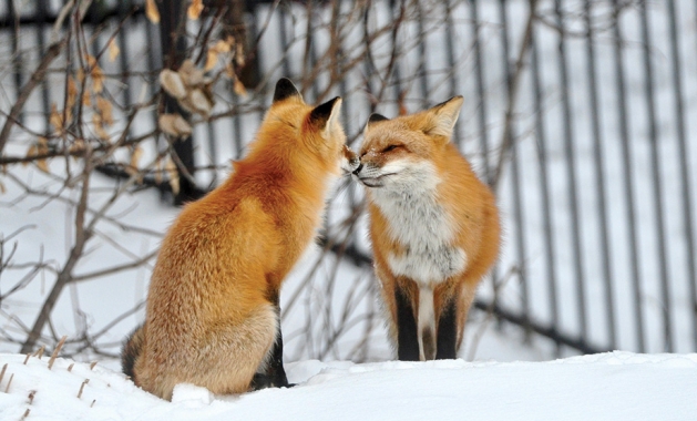 Affectionate Nose Touch by This Cute Fox Couple!