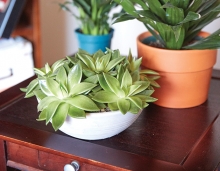 Healthy houseplants