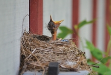 .A baby bird in a nest calls out for food.