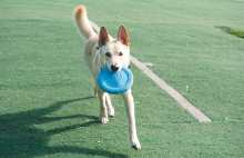 Plymouth dog playing fetch at The Highway 47 dog park