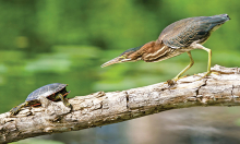 A green heron and a turtle face off on a log in a pond.