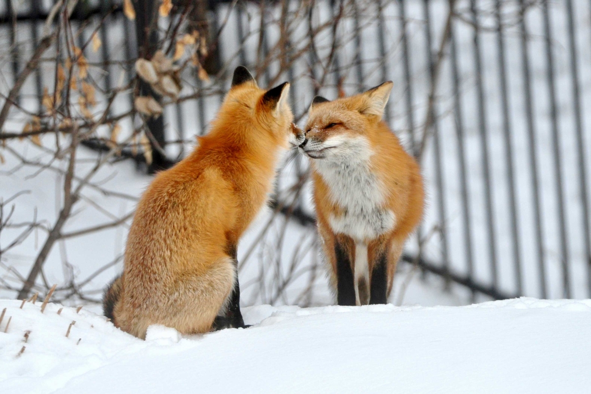 Affectionate nose touch by this cute fox couple!