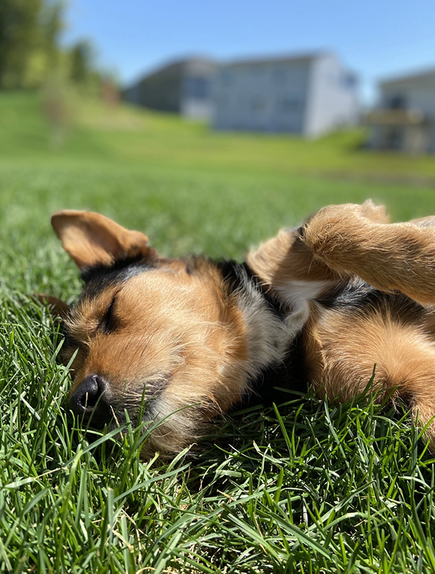 A puppy sleeps on a sunny lawn.