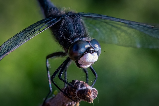 A close-up shot of a dragonfly.