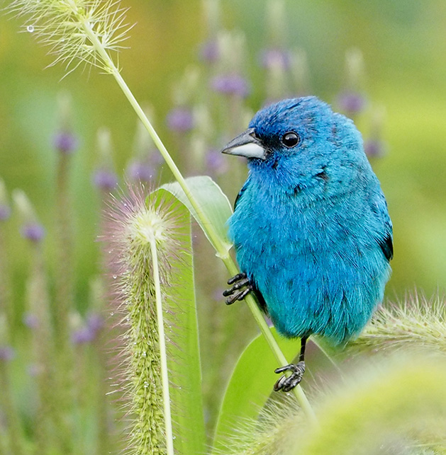A blue bird perched on a plant.