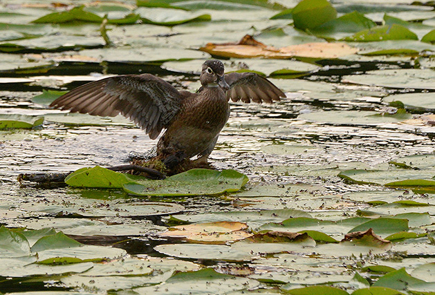 A duck spreads their wings.