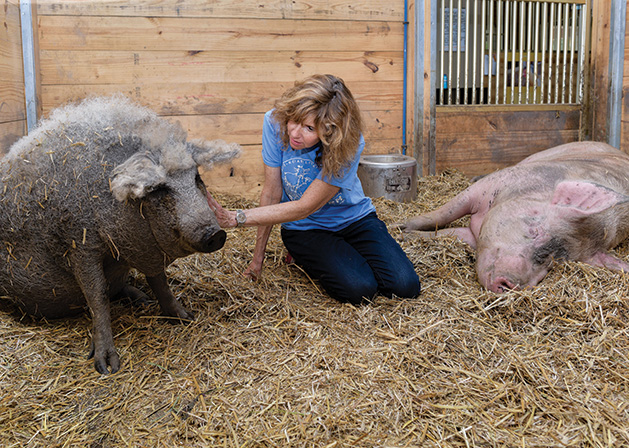 Spring Farm Sanctuary