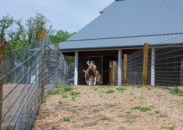 Spring Farm Sanctuary