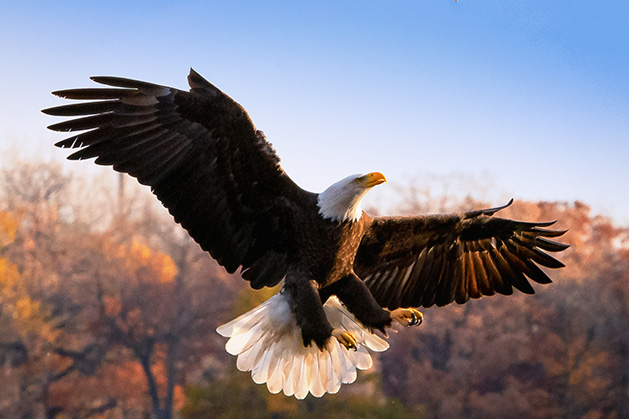 A bald eagle spreads its wings.