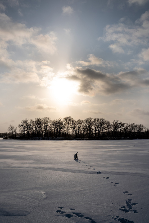 A dog walks on a frozen lake.